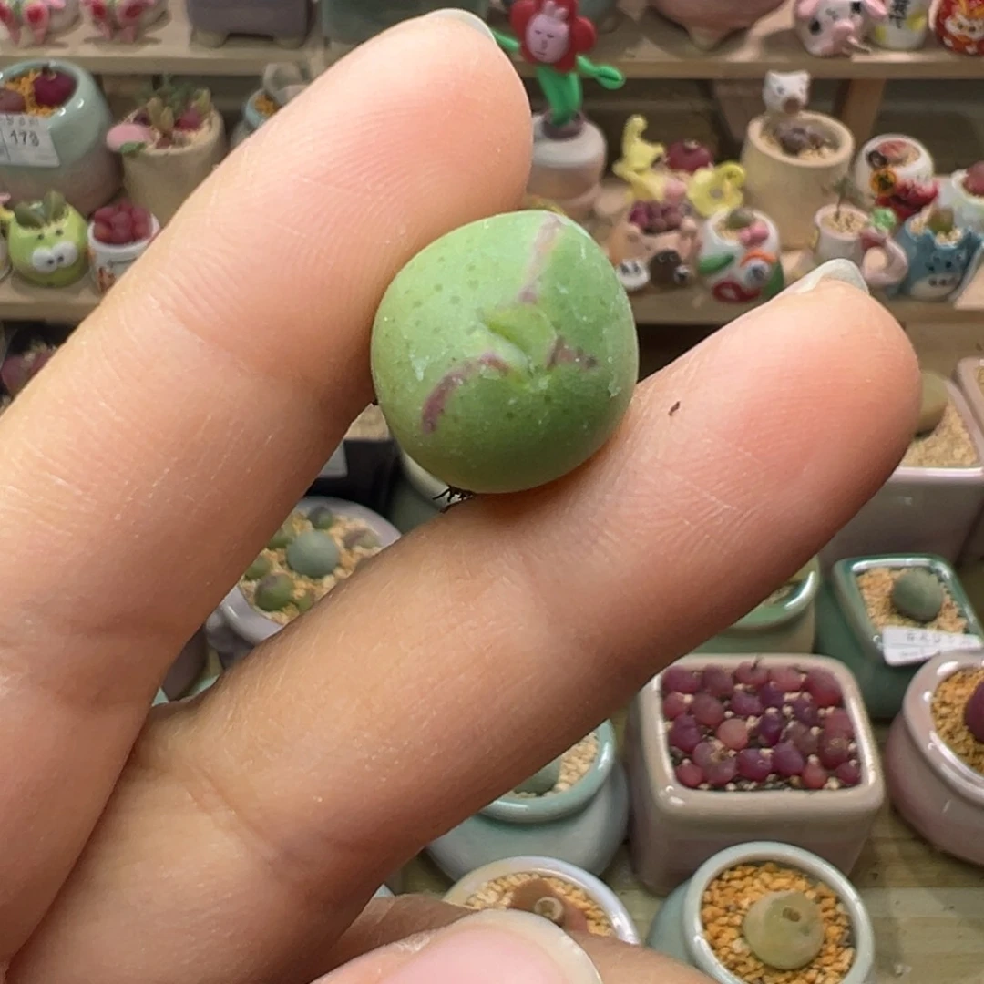 粘*多肉植物188号少将