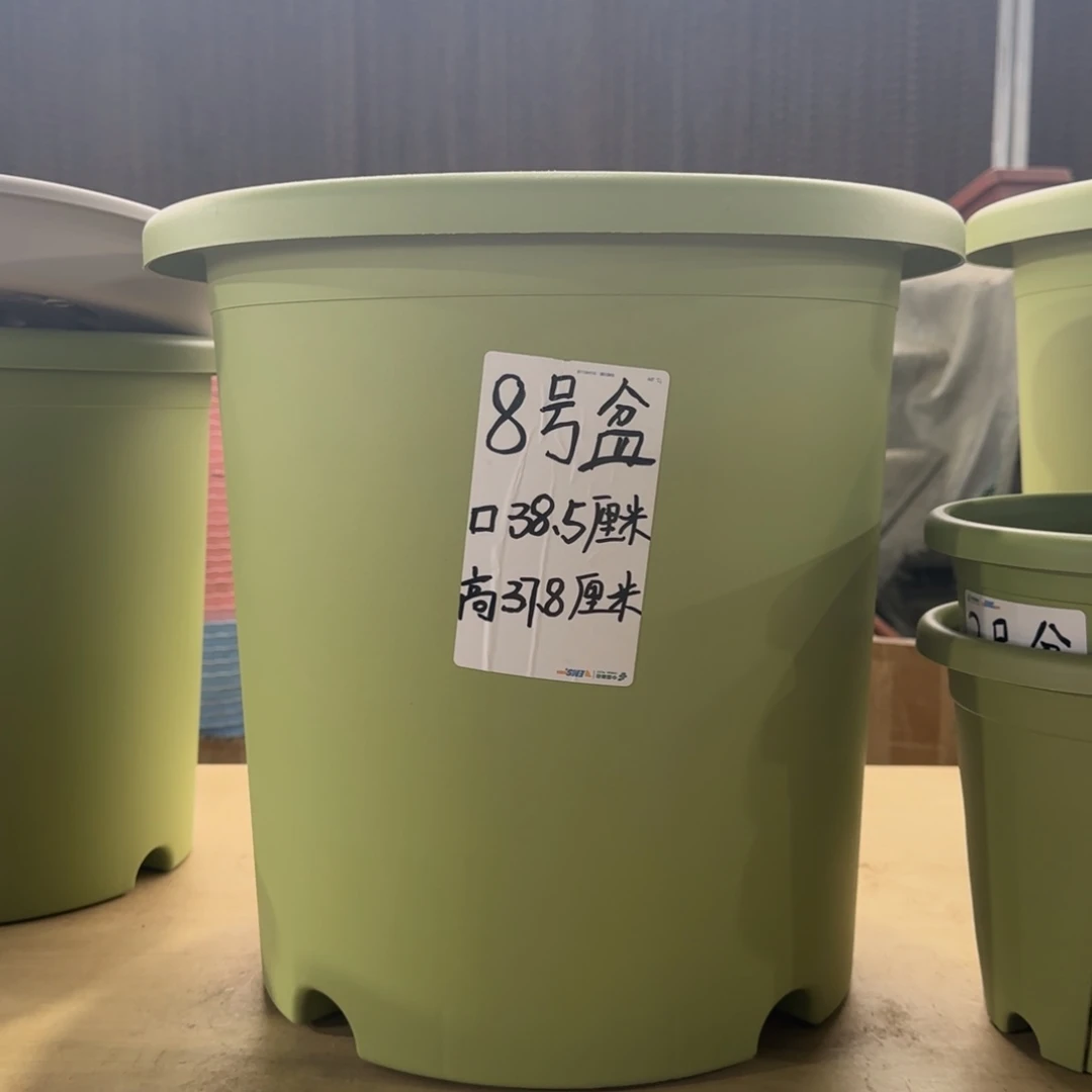 塑料四季8号果绿10个带拖