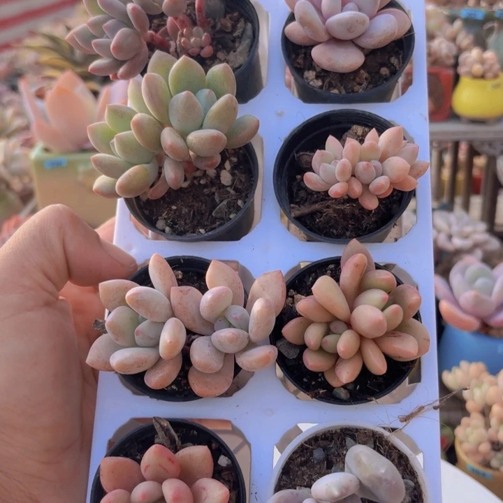 框拍一物一拍编号351