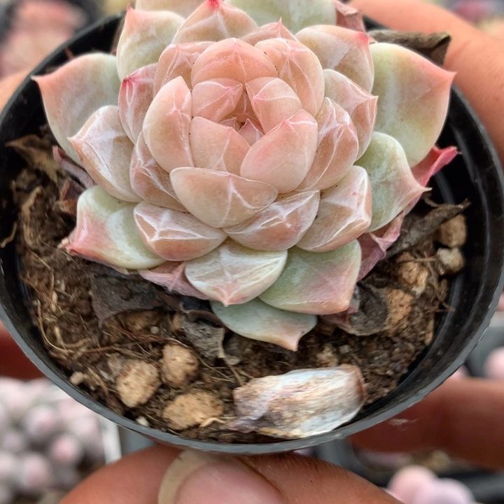 溏心多肉一物一拍