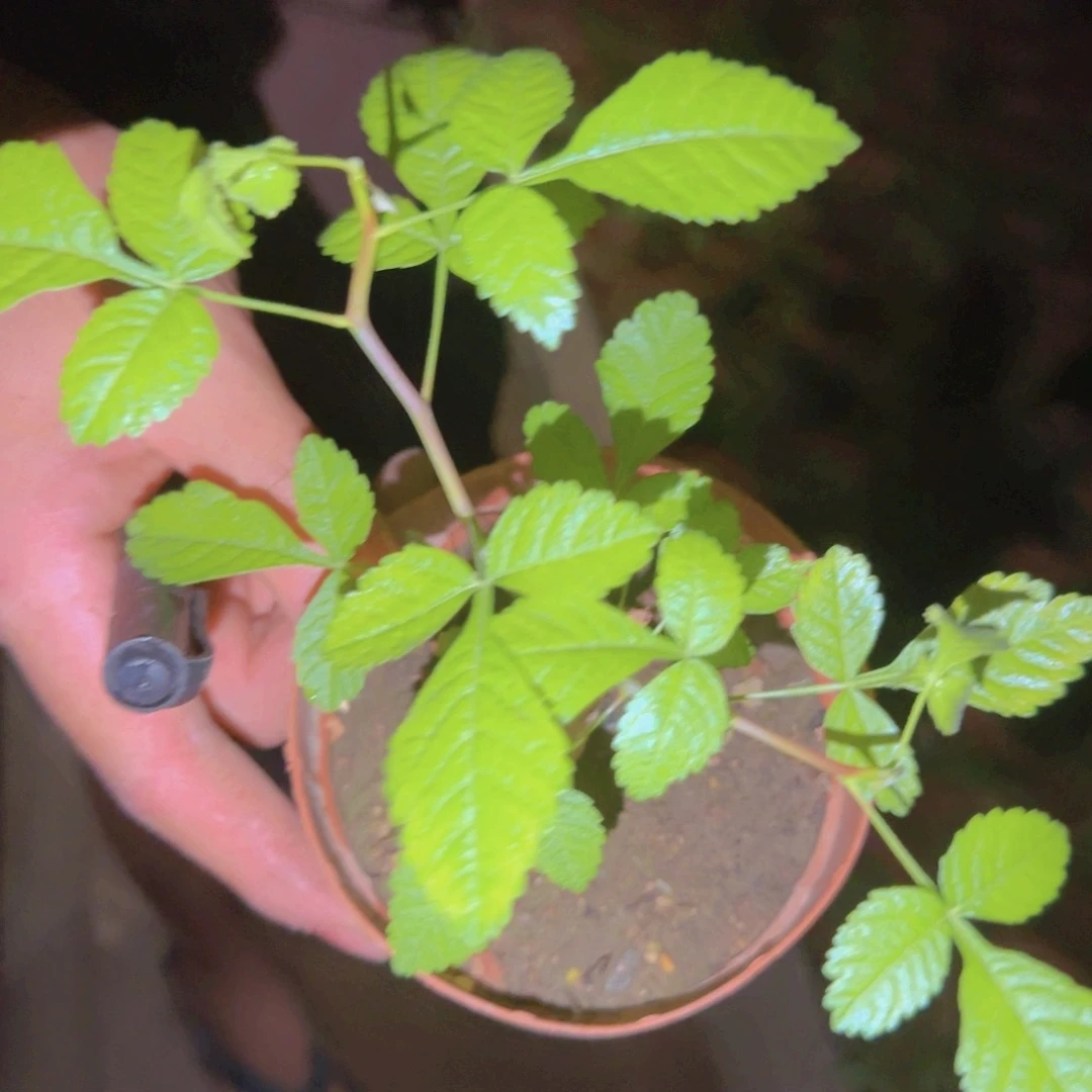 碟***迪块根植物块根植物
