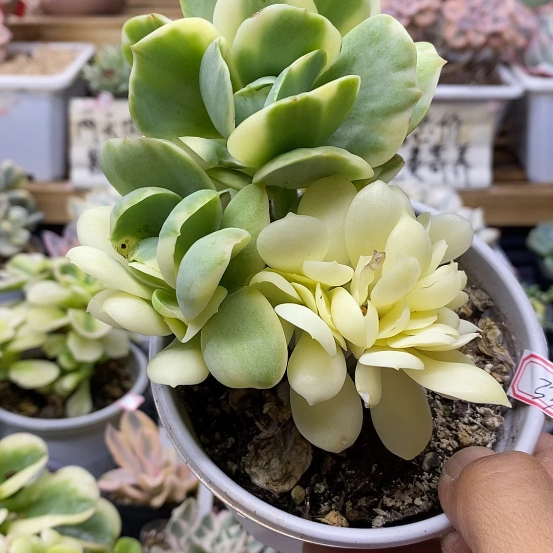 0733 鸡蛋碧桃锦带缀化