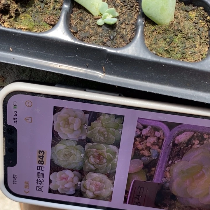 风花雪月845芽苗一个多肉
