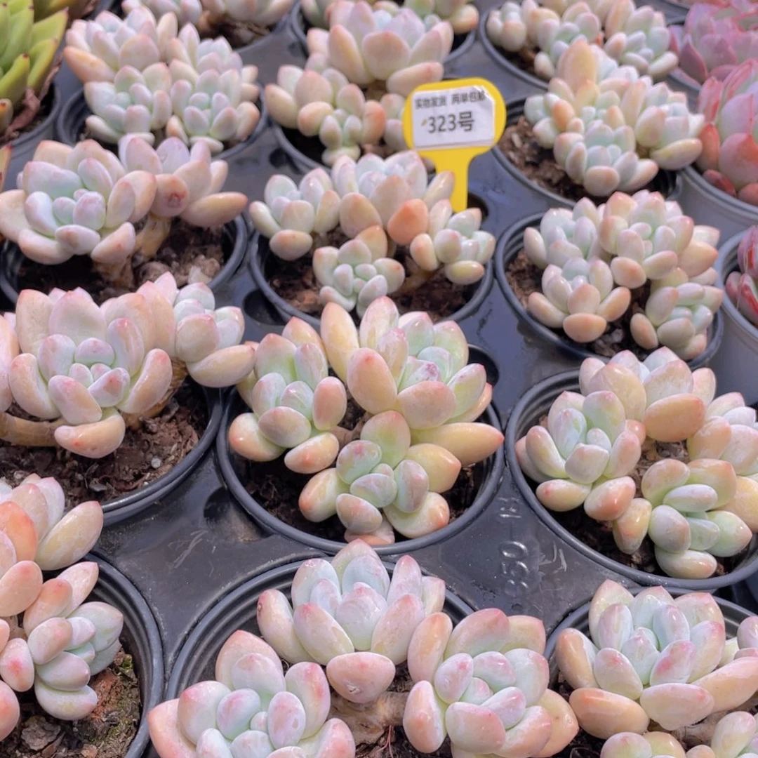 323号 开播福利奶油丸叶香水老桩大群生一个