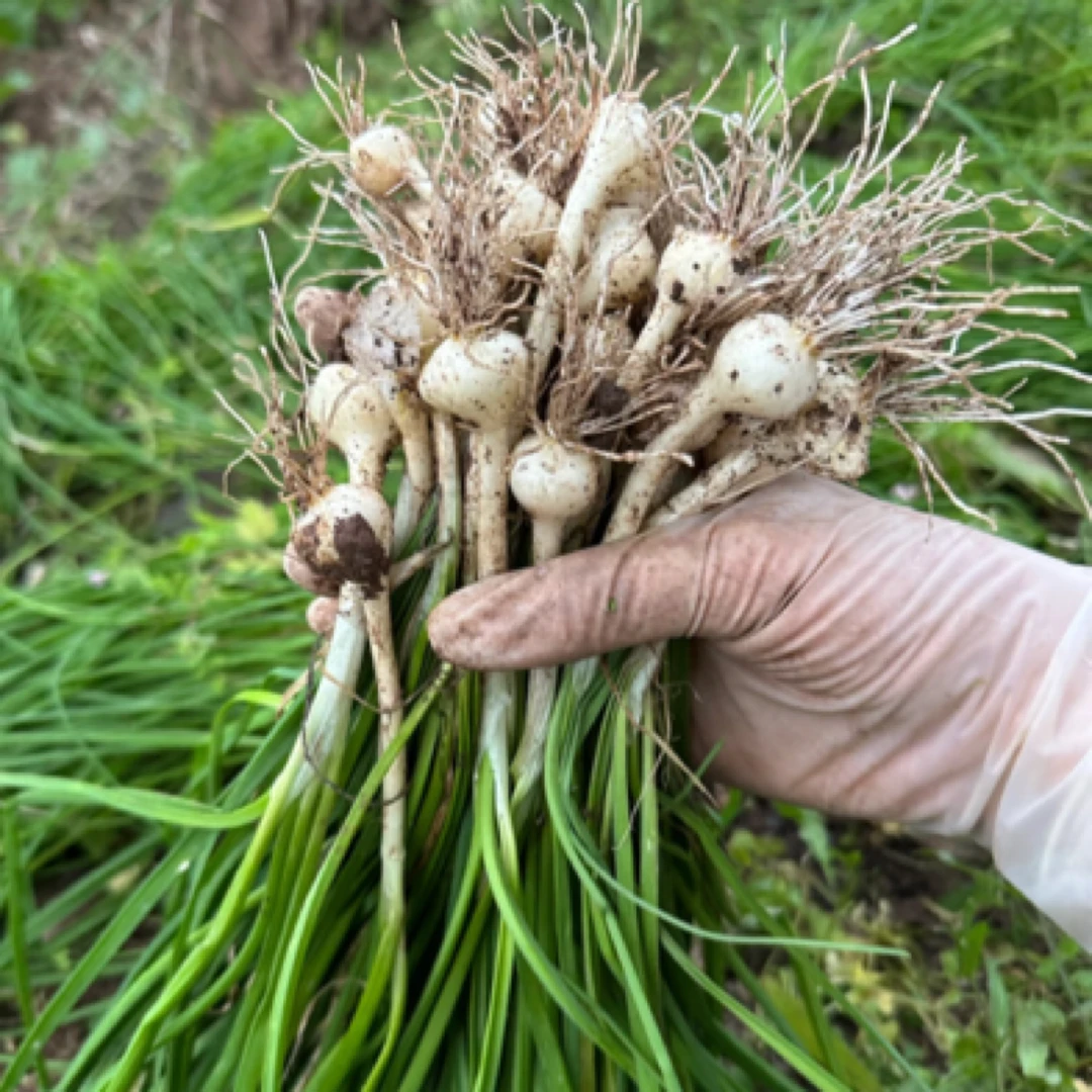 野蒜山葱 密云大山里的野250-1500g葱