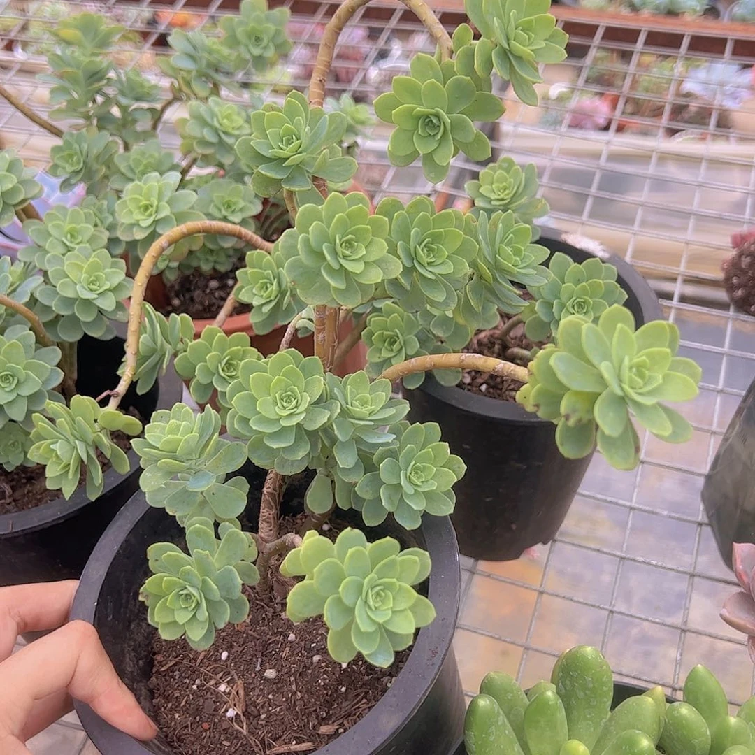 薄化妆多头精控高脚杯二盆