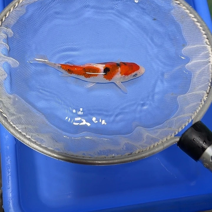 狗***天锦鲤武尚锦鲤7号订单