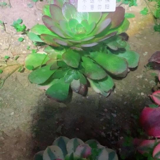 勿**加多肉植物雨荷762