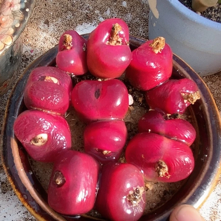 双头韩版蟠桃一颗   买2送1