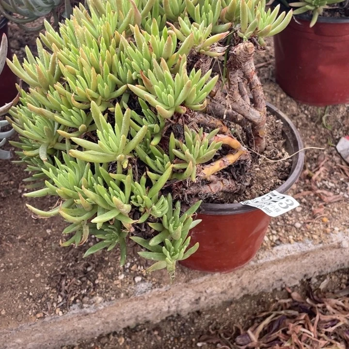 523号维思辛达多肉植物