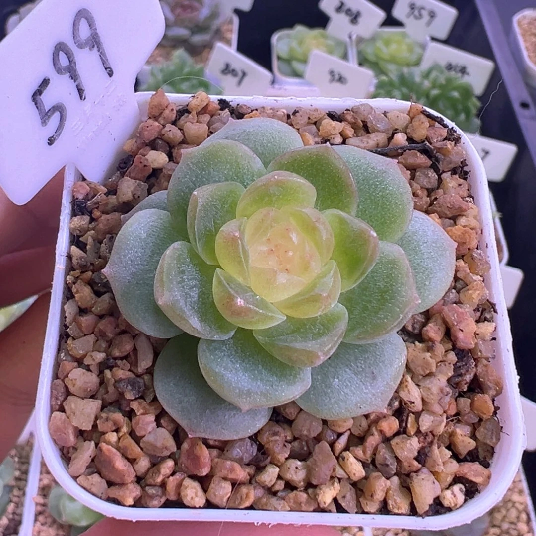 599号青竹 晗雨多肉