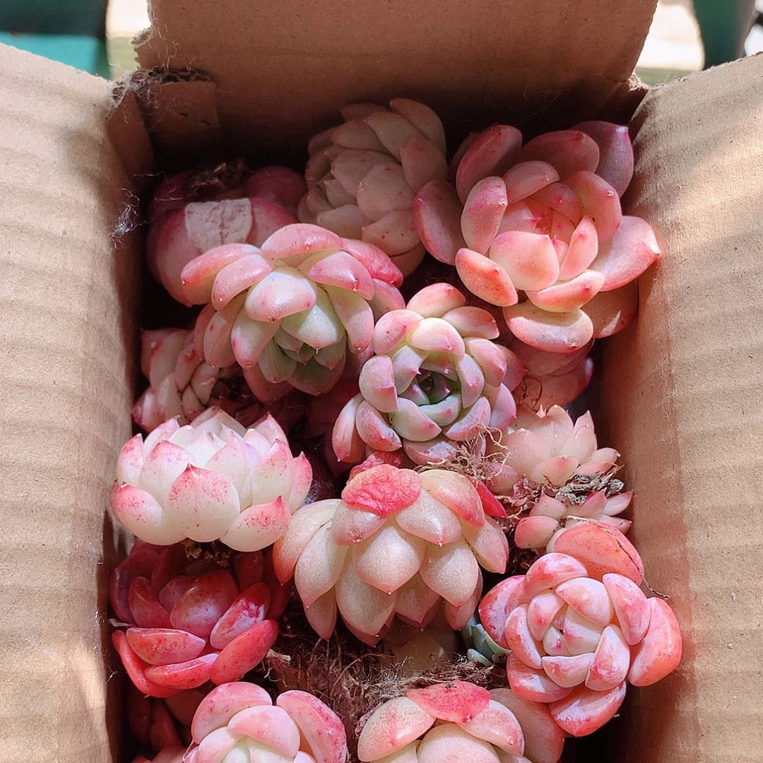 26-量拍品质保证脱土20-30颗冠幅2-4CM