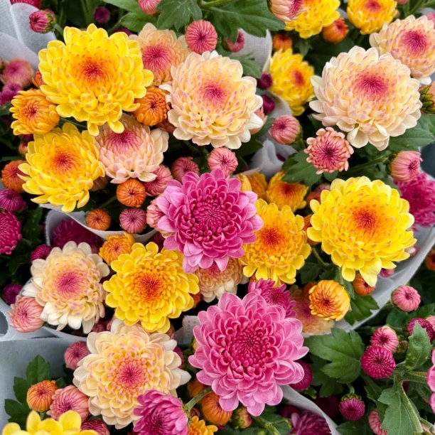 【四色宝莲灯小菊】荷兰菊好看好养室内盆栽花卉
