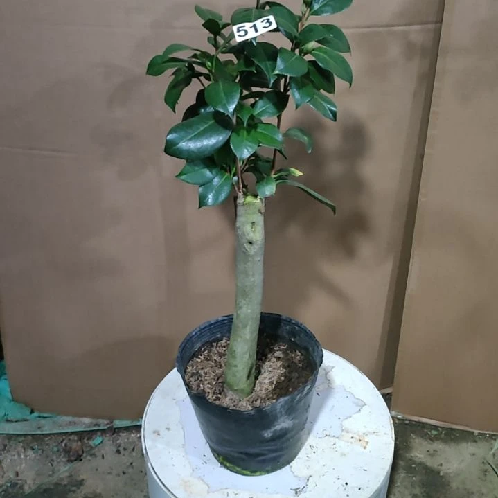 513不知名，原盆原土发货，不包邮