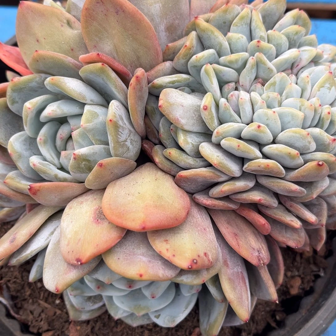 阳****r122345525656556666