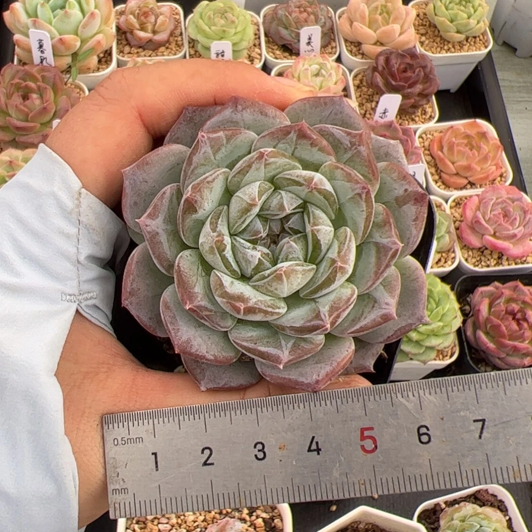 588 多肉植物组合盆栽