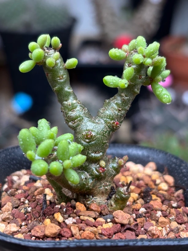 诱惑奇峰锦多头块根带盆发货