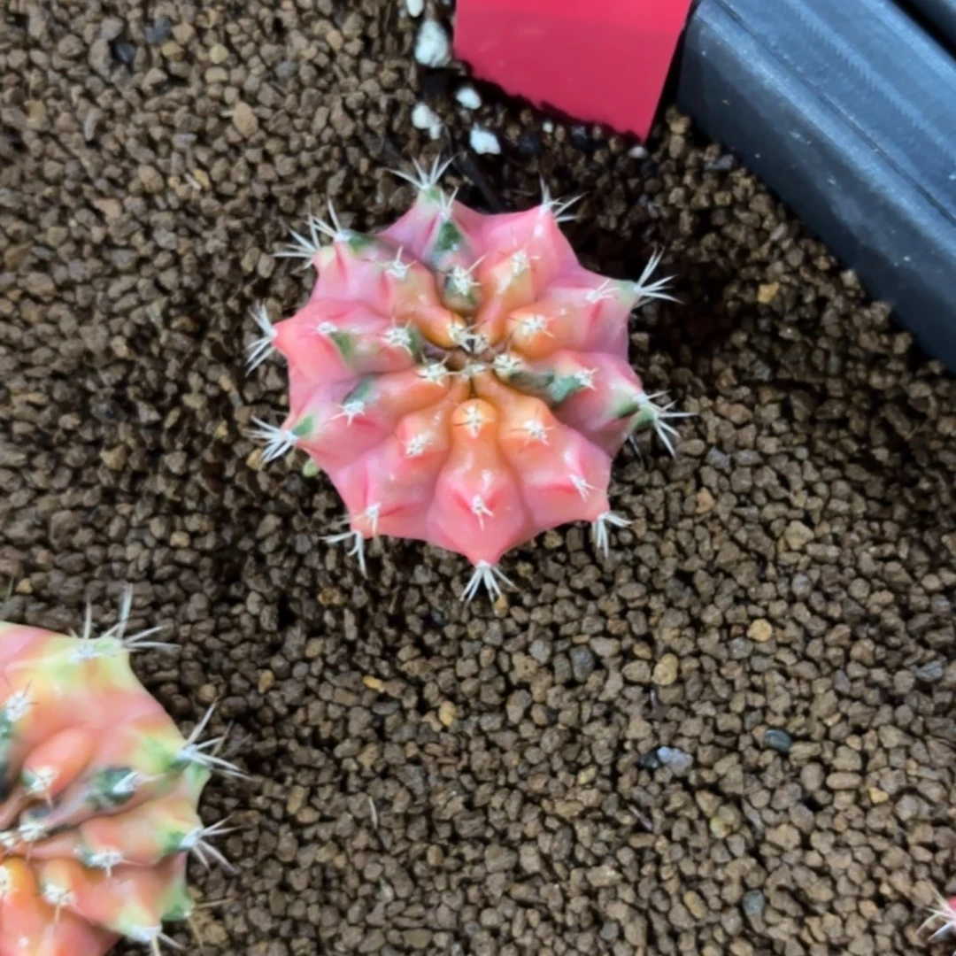 333-1212泰国发货多肉