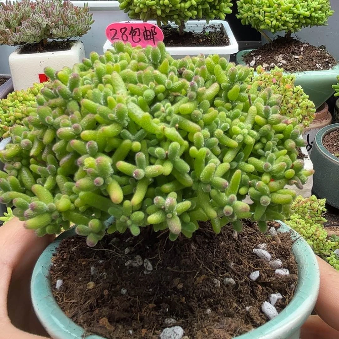 26蜜桔带盆优选枝干番杏