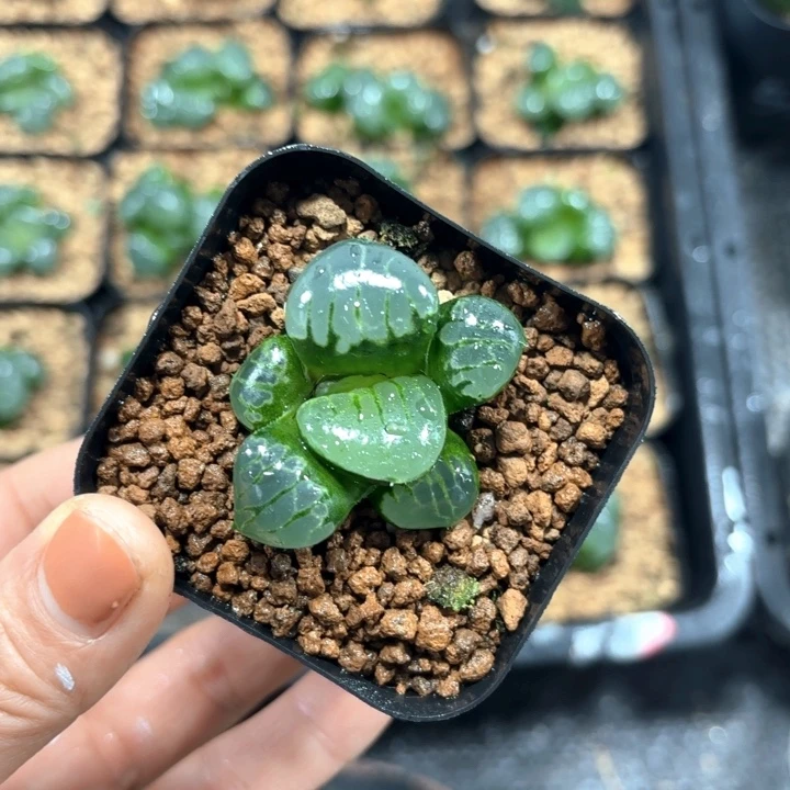 水晶葡萄克多肉植物