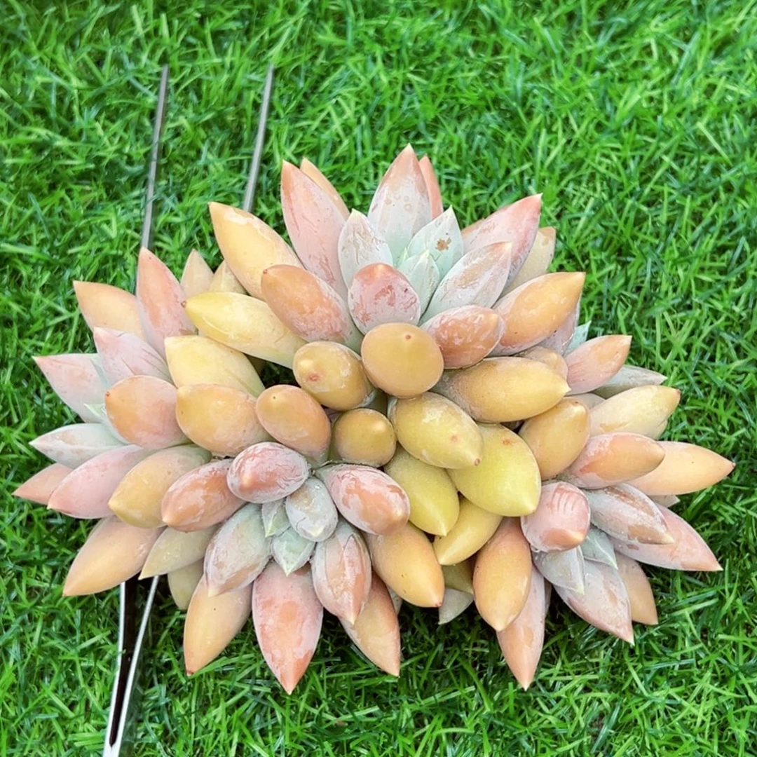 彩体哥特五头发货