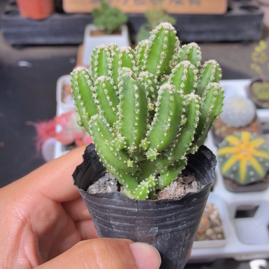 万重山多肉9.9包邮发货