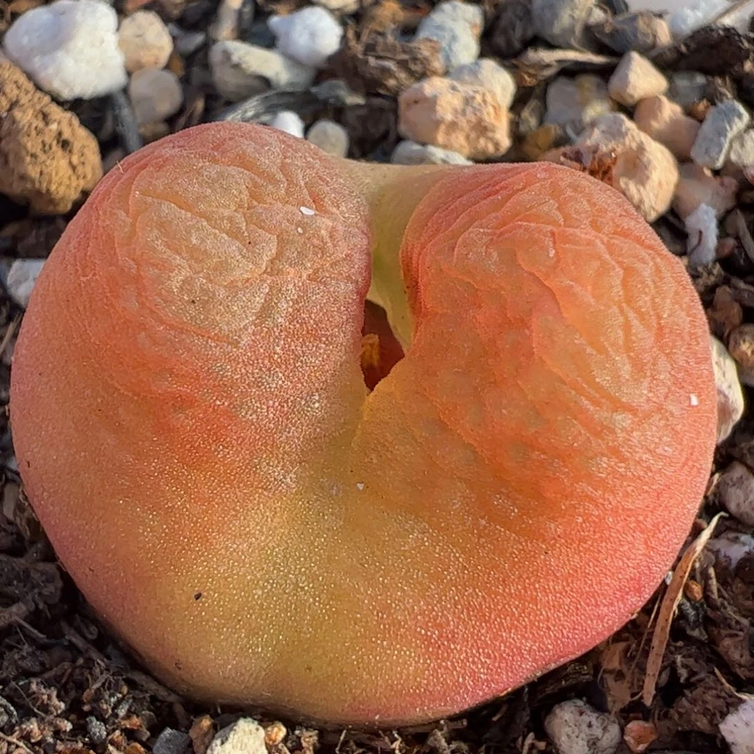 多肉植物百科2.3厘米