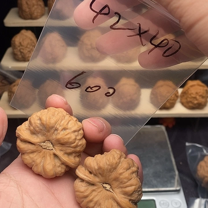 呦***吼核桃蛤蟆头42尺大凹底