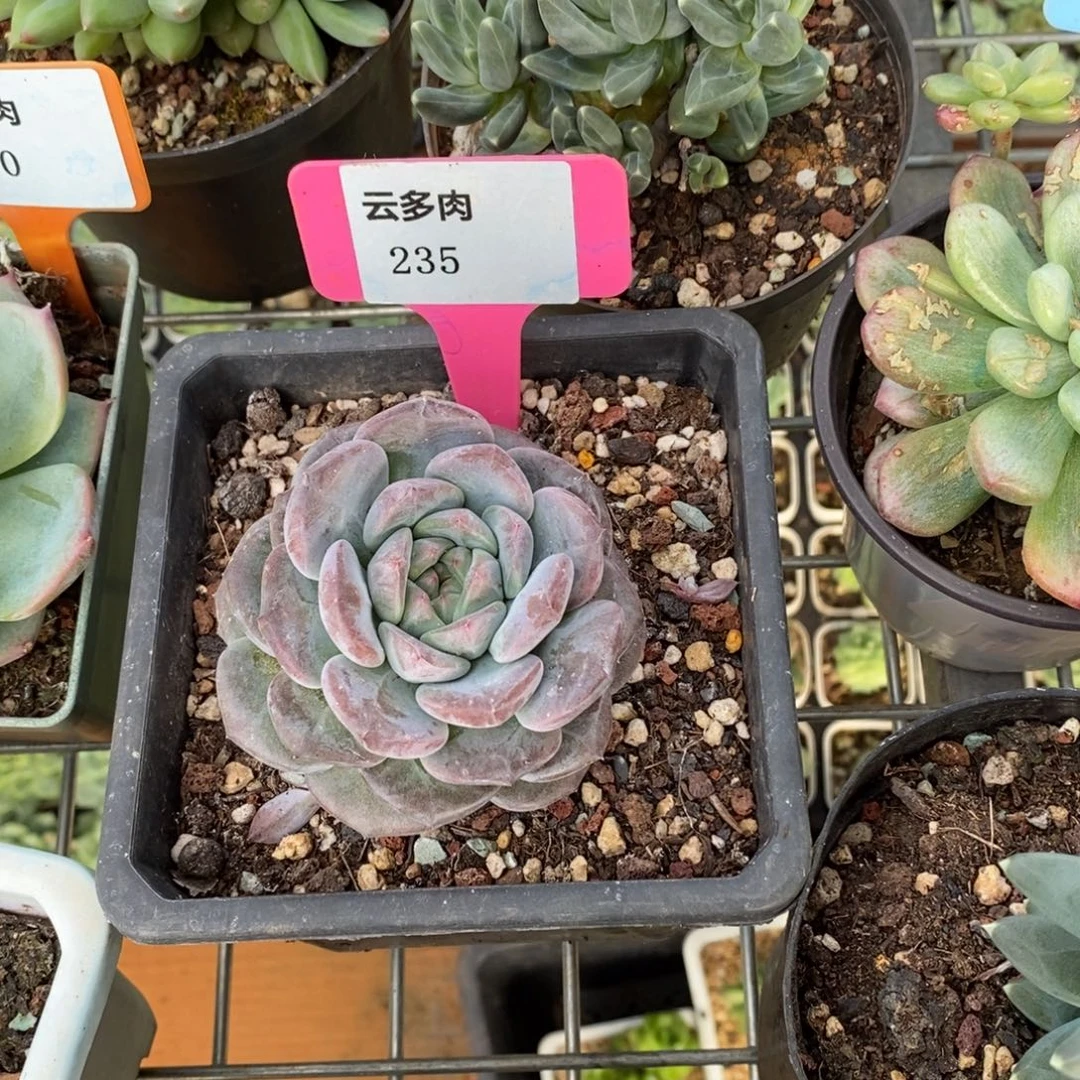 x235-直播福利 玉玲珑变异