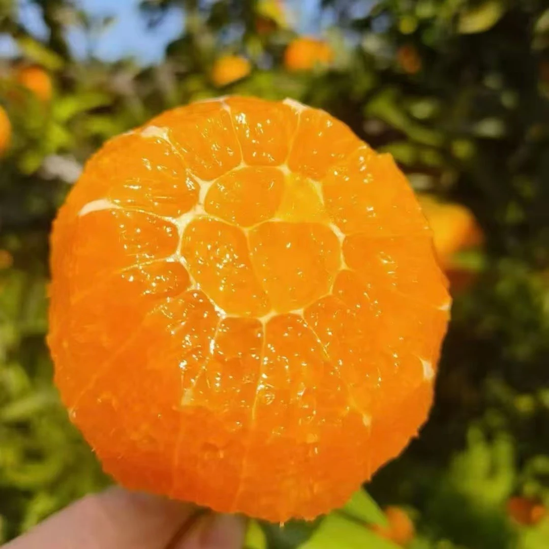 秭归九月红秭归橙当季鲜果现摘新鲜薄皮果冻橙