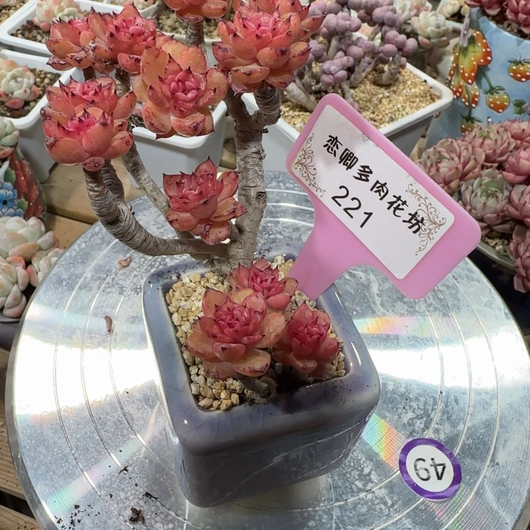 特****┐221腊牡丹老桩00000