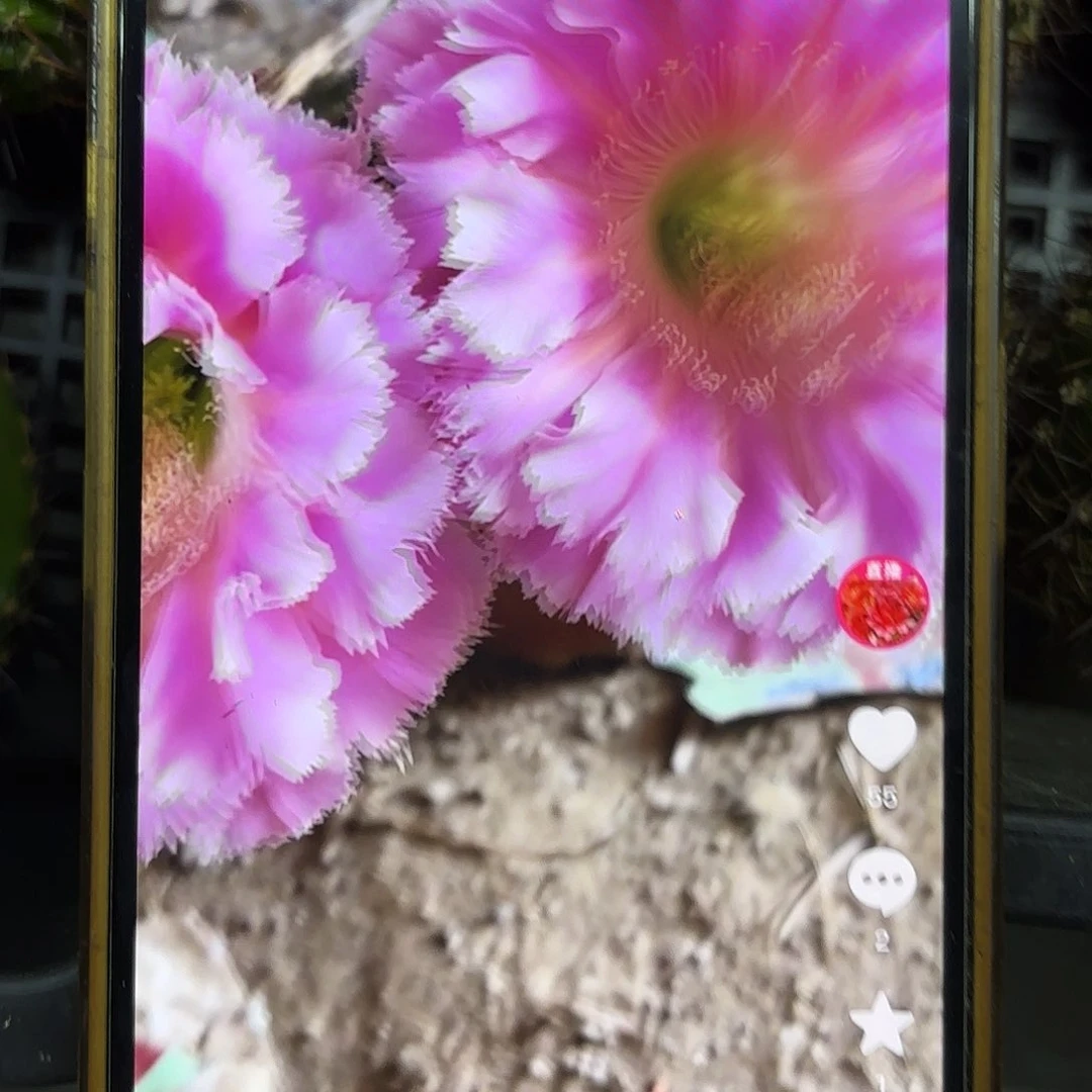 云端彩侧牙20包邮16