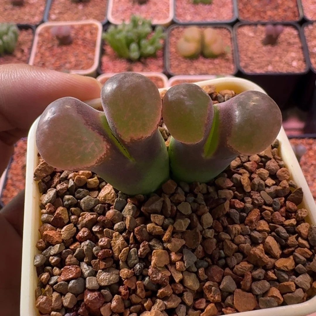 ¿***¿云缦精品番杏23.2 雪花 有热气泡