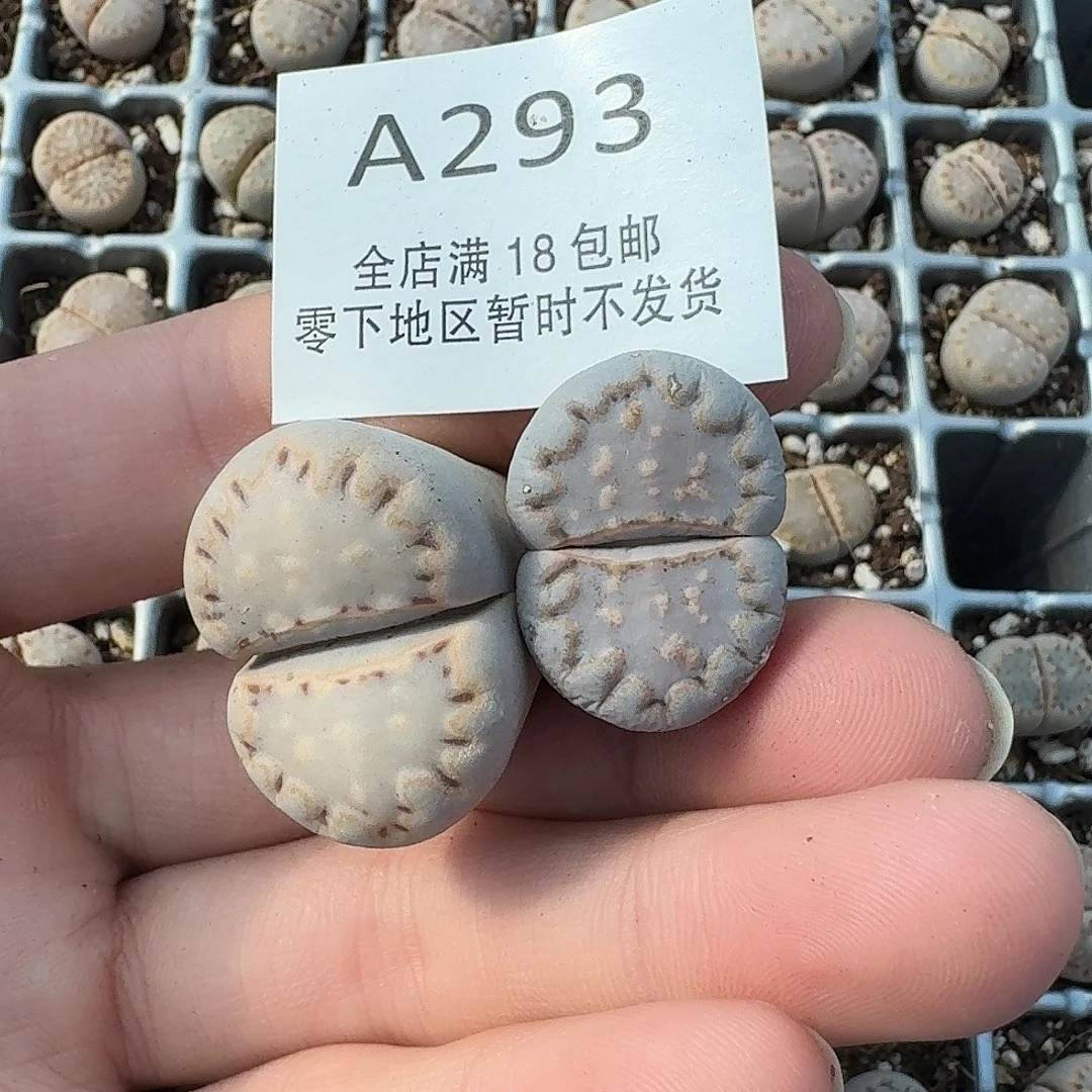 A293 饼干哈哈哈哈哈哈哈哈