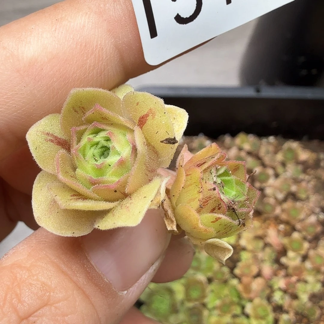 小***儿山地玫瑰。  151。