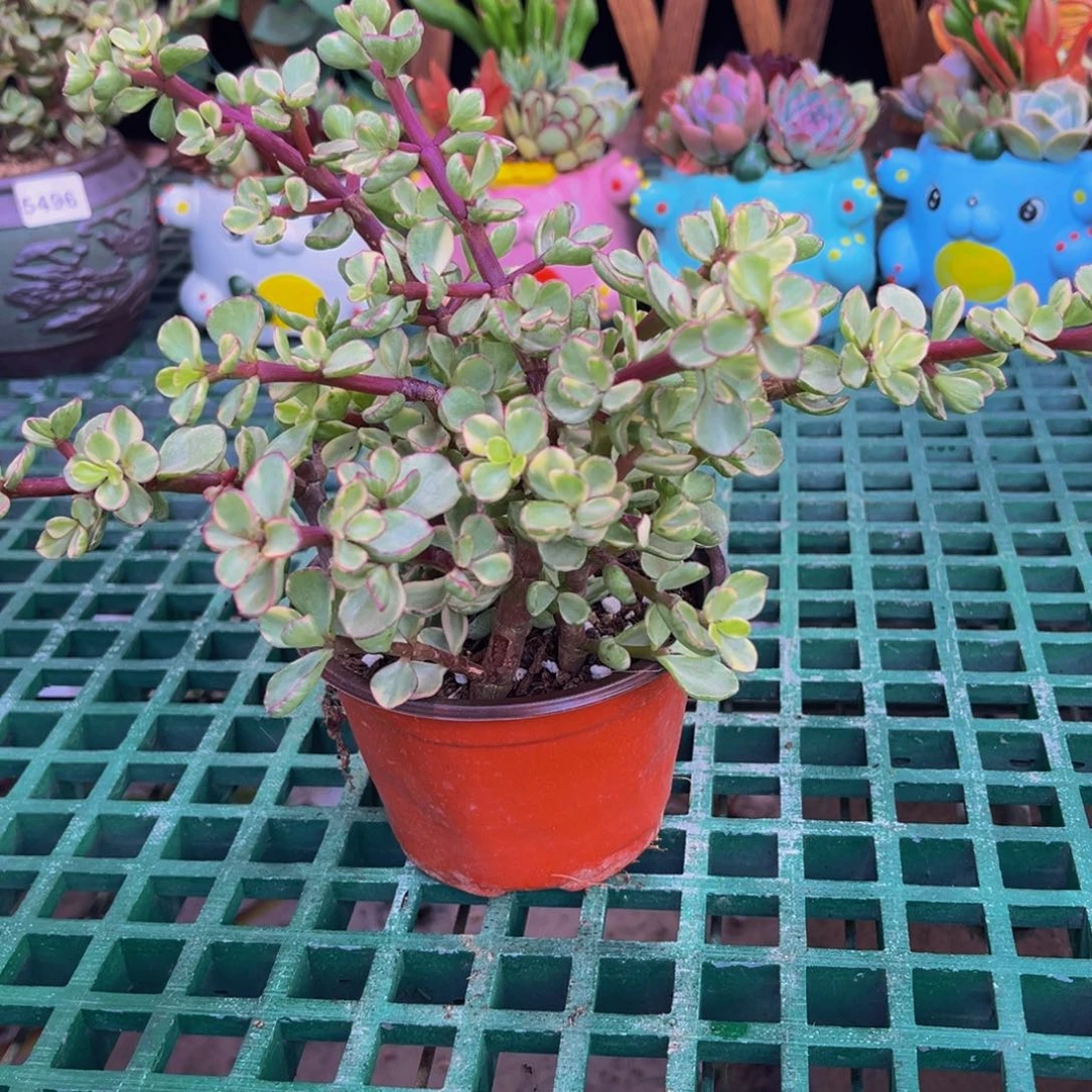 雅乐之舞110多肉植物