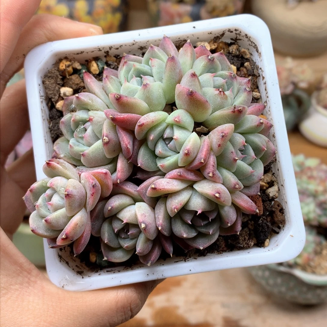 豆****做豆豆寄养一物一拍整群白底28