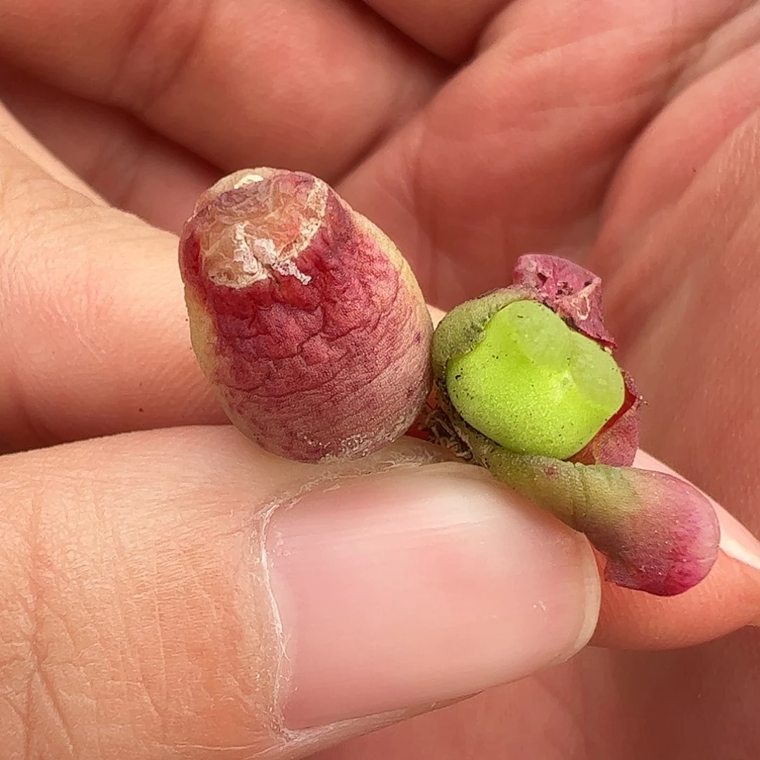 0000量拍母本雪，茄1颗老皮皱