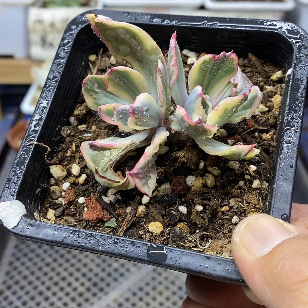 2598 舞会红裙宽锦无砍双头