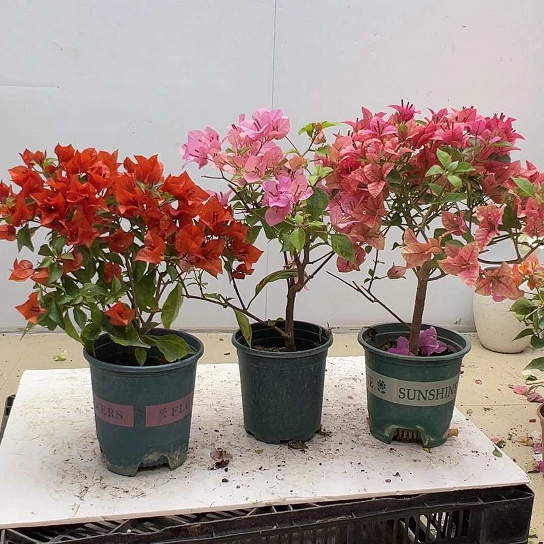 大部分花苞少量开放红桑巴，橙粉，酒红组合