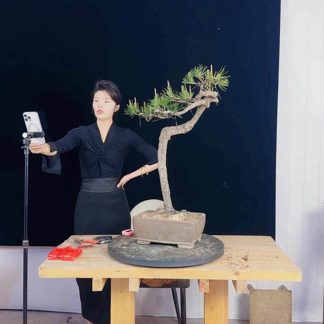 致*黑松盆景直播间