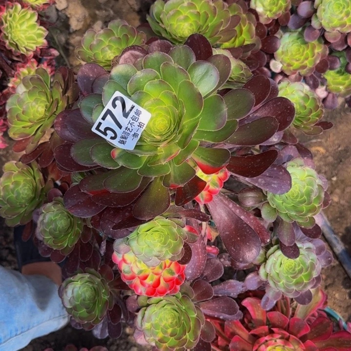 灌****?花蝴蝶花30-43包邮花花