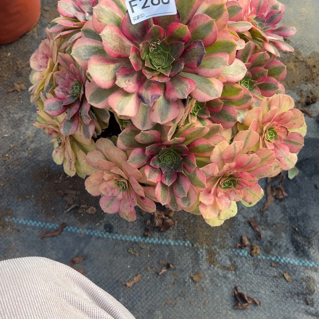 浮***怒268雨荷多肉植物法师多肉