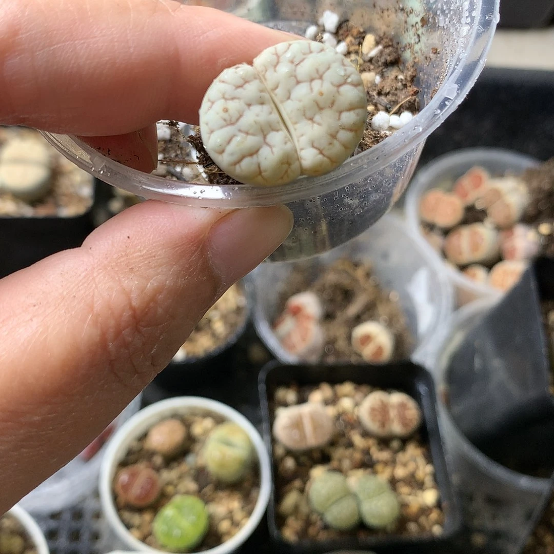 K80多肉植物保护