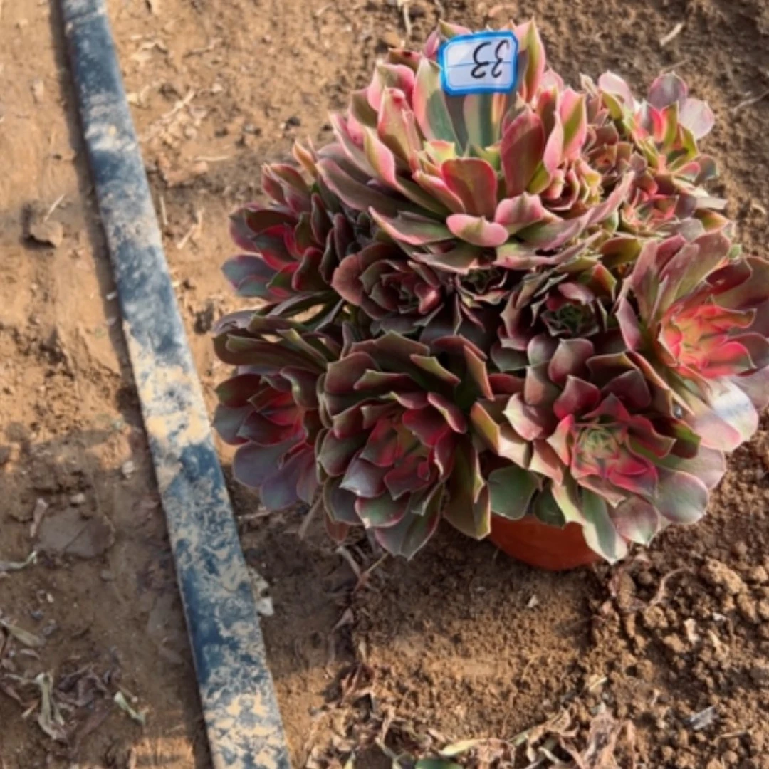 【闪购商品】香飞33