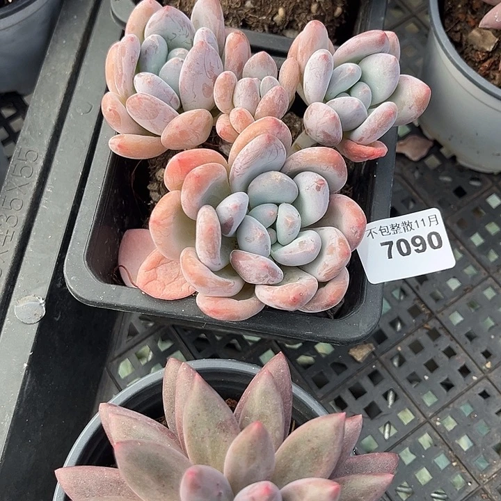 阿雅园艺。         7090香水