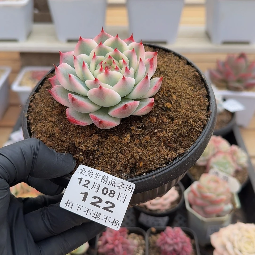 1208-122吉娃娃锦单头