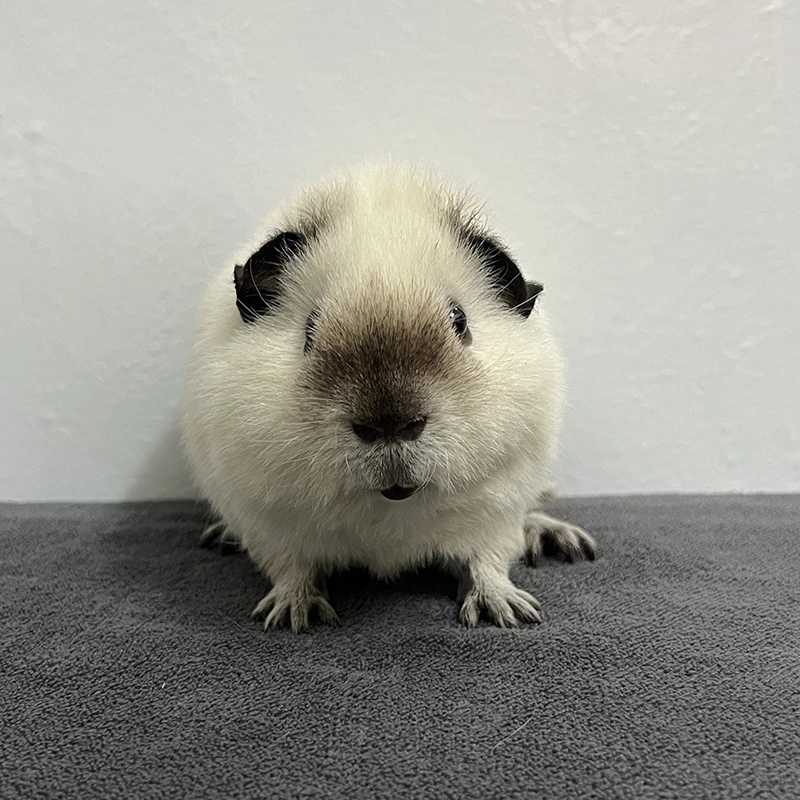 白色泰加荷兰猪弟弟 美泰加州豚鼠 宠物活体