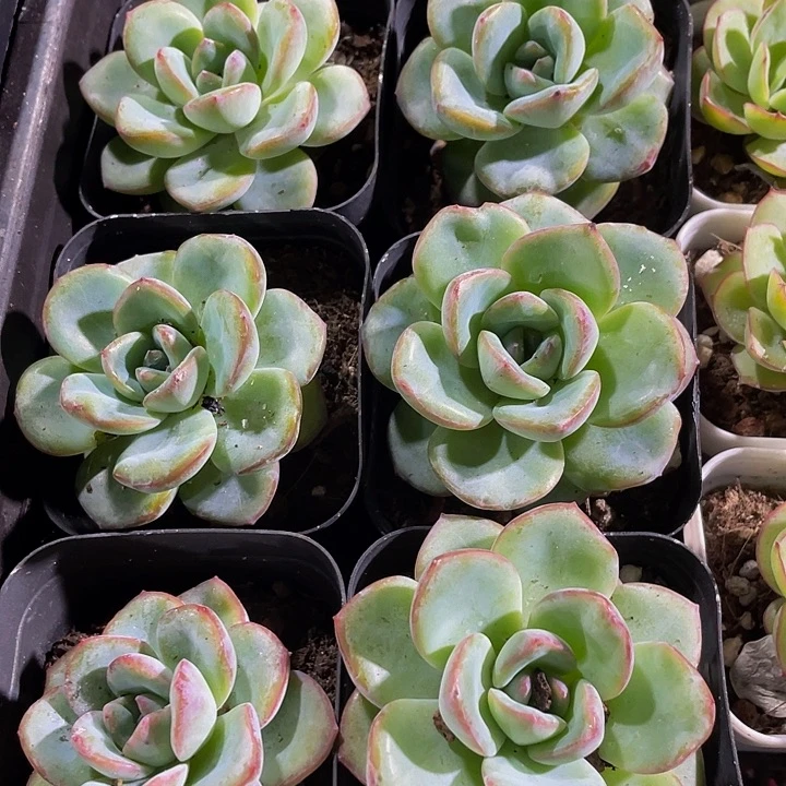 大泡芙带盆土发货