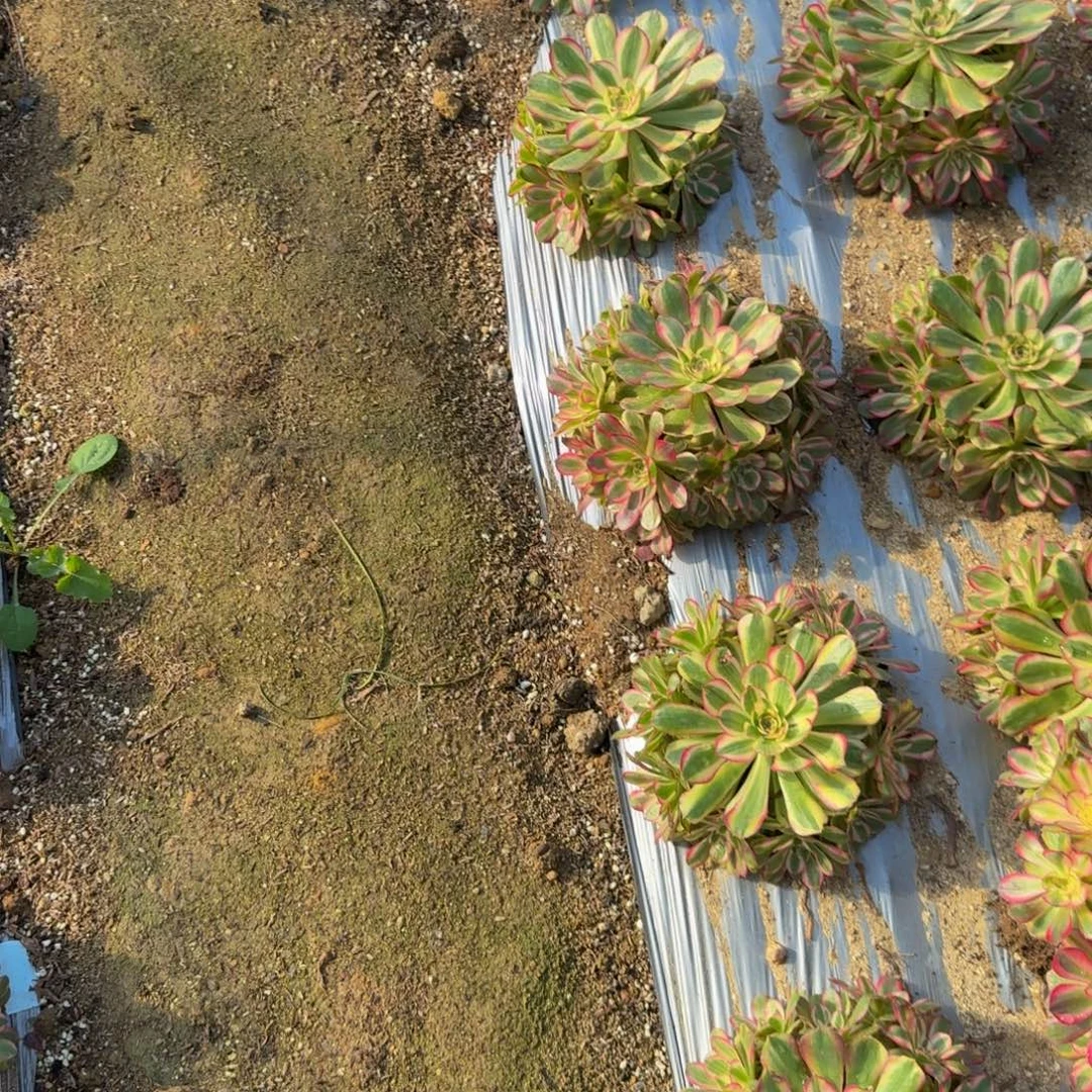 瑶光一个。多肉植物